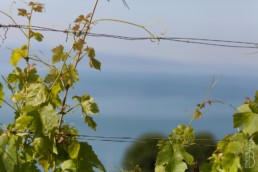 N° 1055-2015_Vigne de Lavaux