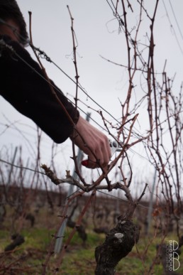 N° 1542_2015_Taille de la vigne en Lavaux