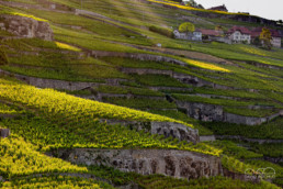 N° 0728-2019- Saint-Saphorin